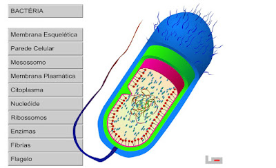 http://learningobject.com.br/LO/Flash/Biologia/bac.swf