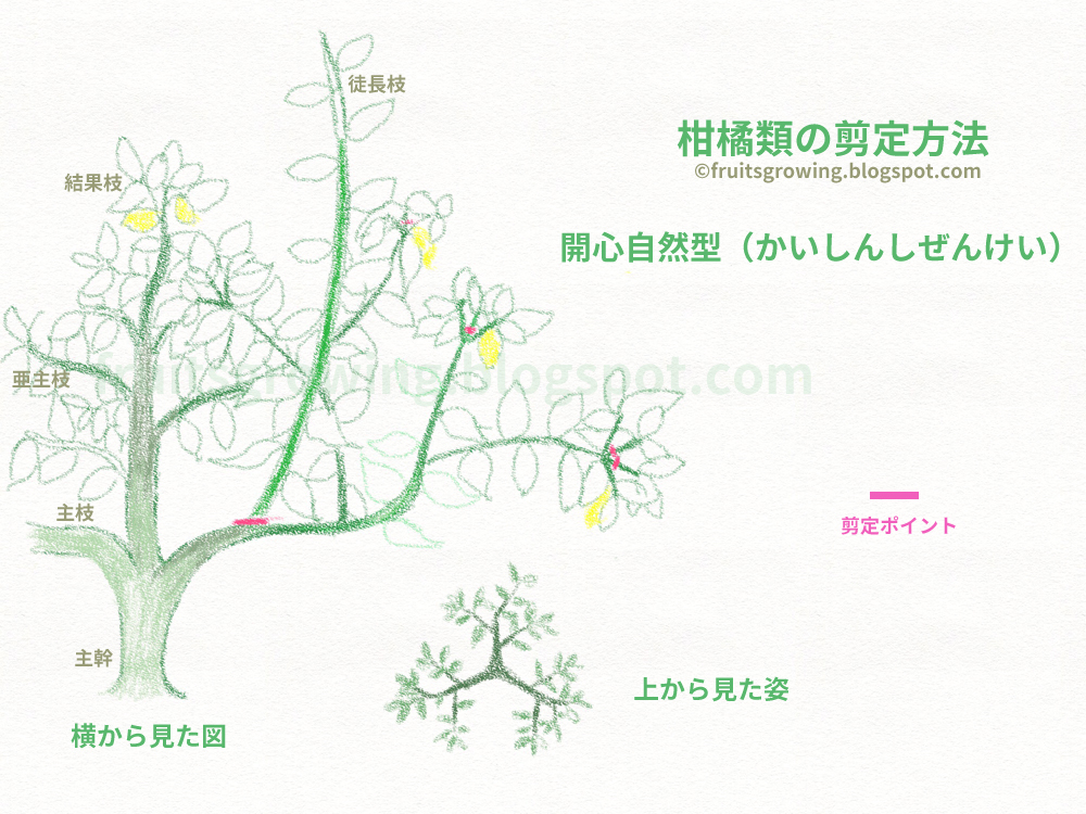 鉢植え柑橘類 中晩柑 の育て方 おいしい鉢植え果樹の栽培育て方 自宅を果樹園に 鉢植え柑橘類 中晩柑 の育て方 おいしい鉢植え果樹の栽培育て方 自宅を果樹園に