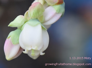 厳冬期に咲いたブルーベリーミスティの花