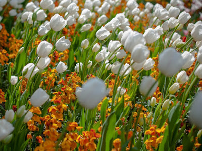 fotos de tulipanes en jardines