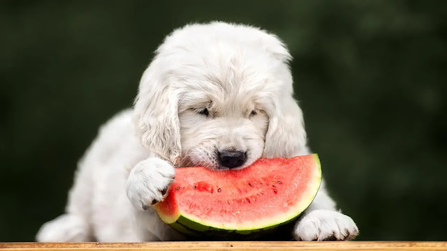 Dog Eat Watermelon