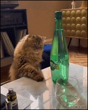 Funny cat GIF • Innocent cat flabbergasted by bubbles of 'Perrier' (aka Purrier) [ok-cats.com]