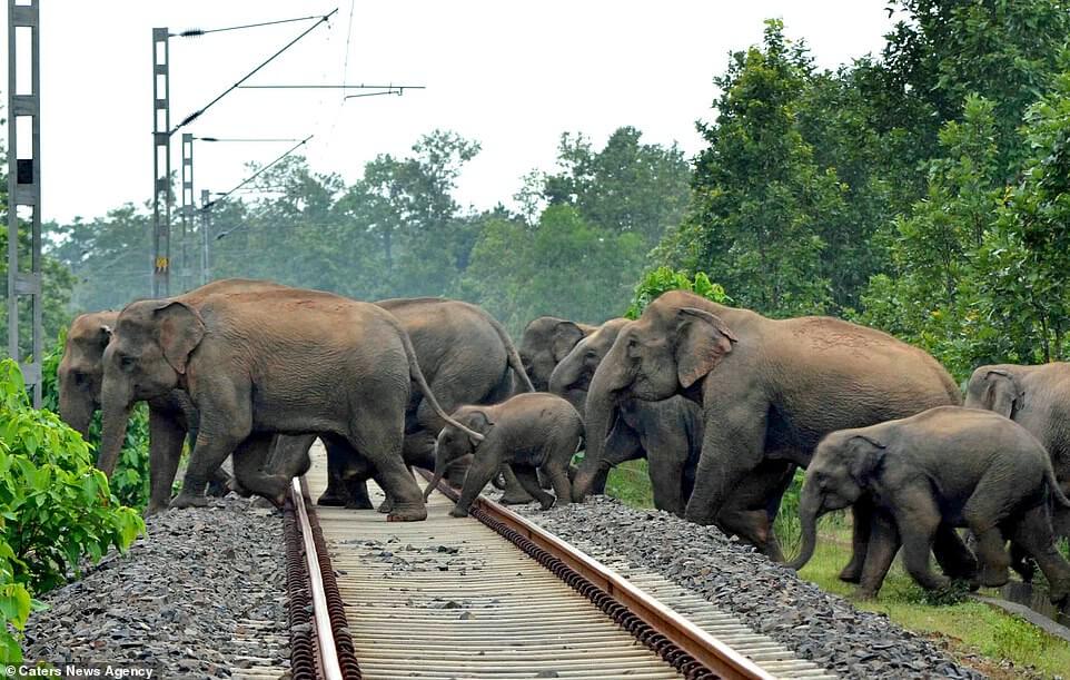 Indian Villagers Went To Extreme Lengths Attacking Mother Elephant And Her Calf With Firebombs