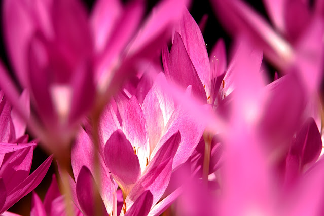 Colchicum autumnale