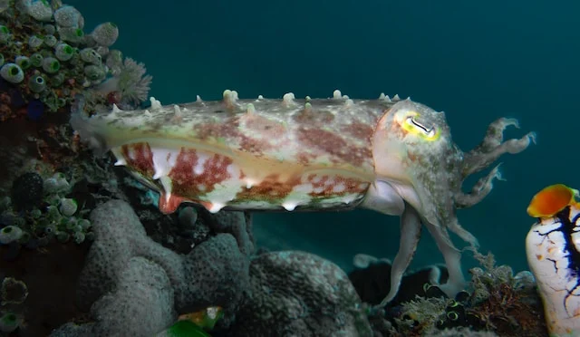 picture of a cuttlefish