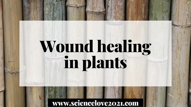 Wound healing in plants|English