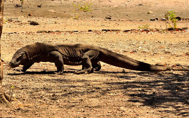 Taman Nasional Komodo: Destinasi Wisata Alam yang Wajib Dikunjungi