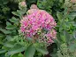 Sedum Carl - Hylotelephium Carl care