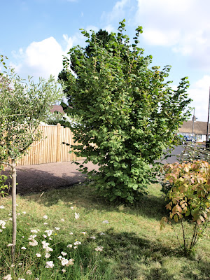 An image of a single Hazelnut shrub planted in a front lawn