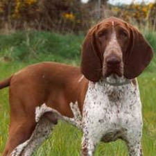 Bracco-Italiano-photos