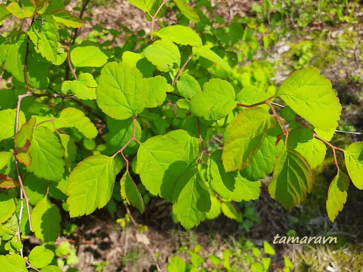 Смотрите также тему:  Спирея уссурийская / Таволга уссурийская (Spiraea ussuriensis)