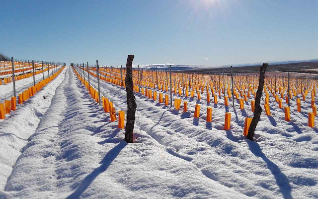 A Bodega Otronia é a mais austral do mundo