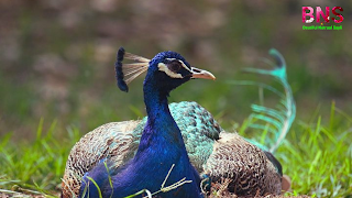 peacock beutiful wallpaper, peacock feather, beutiful peacock Morningpeacock wallpaper photo,  peacock wallpaper for walls,  peacock wallpaper design,  beautiful peacock wallpaper,  peacock feather wallpaper,  peacock live wallpaper,  peacock 3d wallpaper,  5d peacock wallpaper