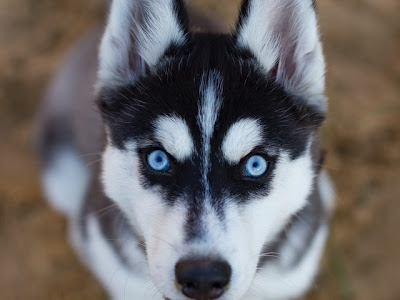 Télécharger l'image husky siberiano bebe blanco y negro 352484