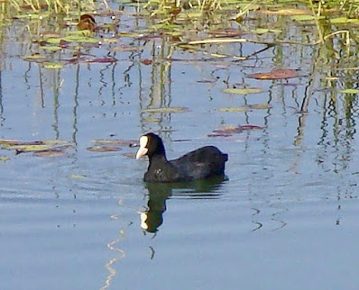 "Coot - Fulica atra winter visitor snapped in duck pond Mt Abu."
