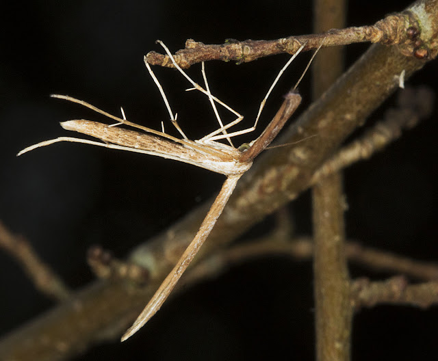 Plume moth, probably Stenoptilia species.  Orpington Field Club trip to Scadbury Park, 21 January 2012.