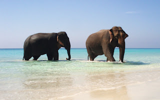 Elephants in Paradise Free Wallpapers