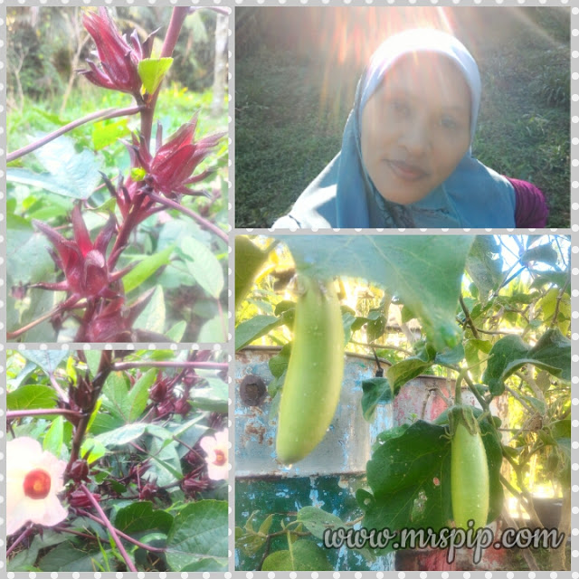 Khasiat buah Roselle