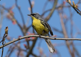 Kirtland's Warbler - Grayling, Michigan, USA