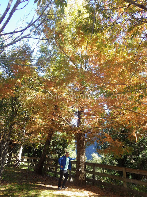 Wuling Farm maple autumn foliage