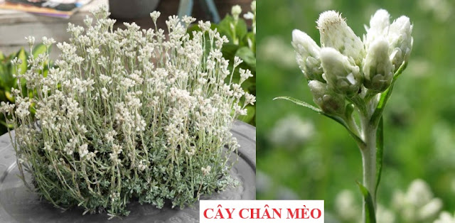 Cây Hoa Chữa Bệnh - CÂY CHÂN MÈO