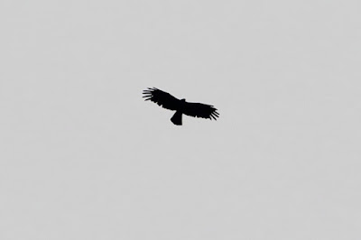 "ID not enough details to identify this eagle, google app says its the Black Eagle?"