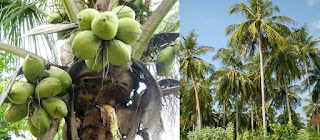 KELAPA  iptekpertanian.blogspot.com