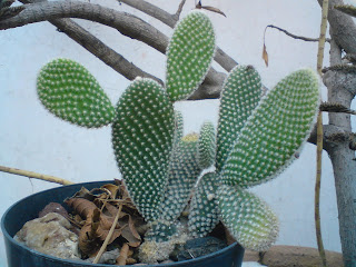 Opuntia Microdasys var. albispina, cactus, nopal, alas de angel, orejas de conejo
