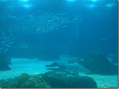 Imagem023