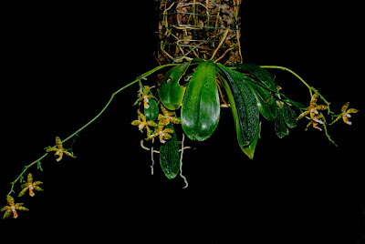 Phalaenopsis reichenbachiana - Reichenbach's Phalaenopsis care and culture