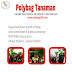 Budidaya Strawberry Dalam Polybag