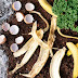 10 σπιτικά υλικά για φυσικό λίπασμα στα φυτά
