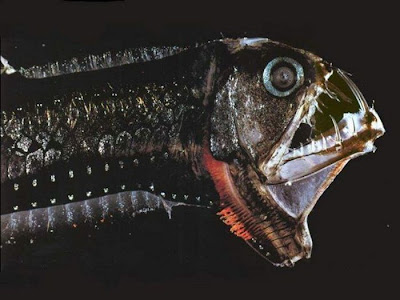 The Ugliest and Scariest Fish Seen On www.coolpicturegallery.us