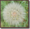 Goat's Beard Seed Globe