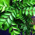 curry leaves benefits/கறிவேப்பிலை மருத்துவ  பயன்கள்