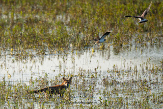 Wildlifefotografie Lippeaue Olaf Kerber Rotfuchs