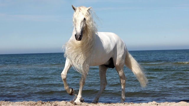 popular horse wallpaper hd images