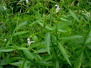 Chiretta plant