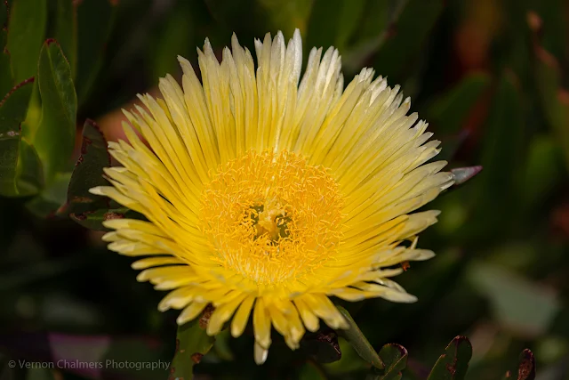 Overpowering the sun / wind with High-Speed Sync Flash