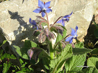 Μπόραγκο-Borago officinalis