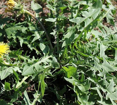 detox tea benefits dandelion leaf