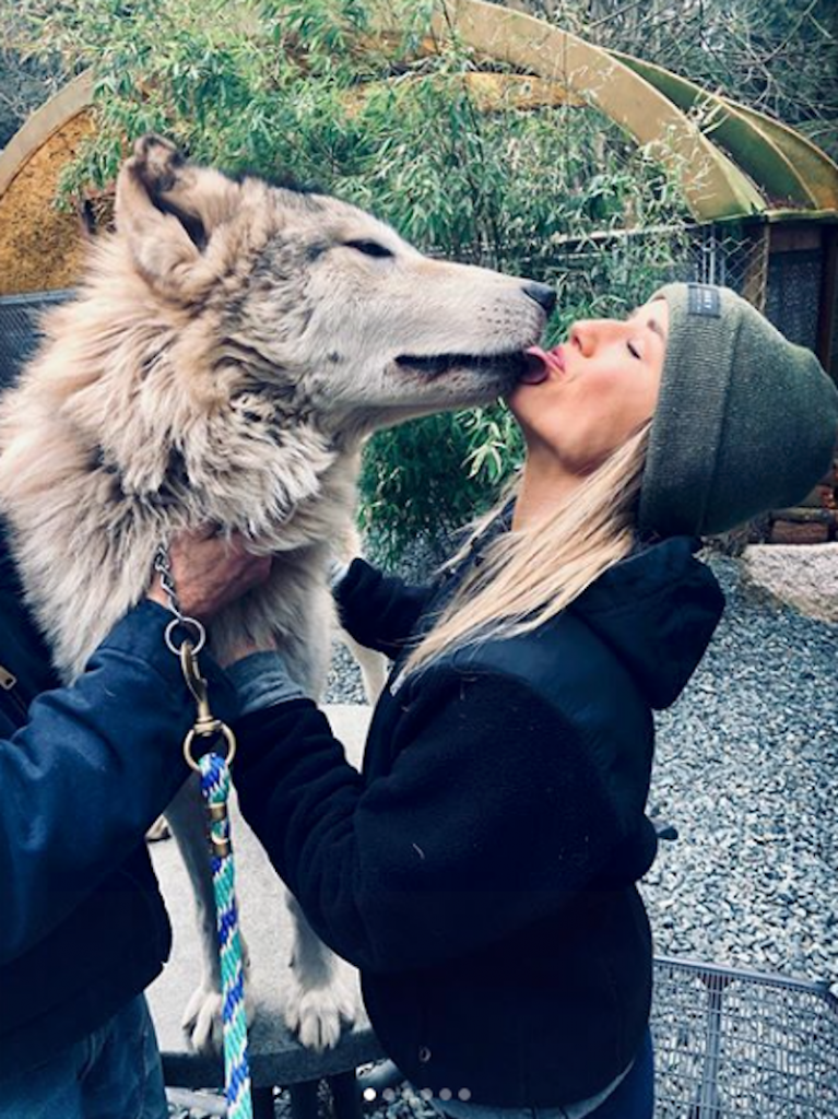 Island Filled With Friendly Wolves Invites Visitors To Stay In A Sanctuary