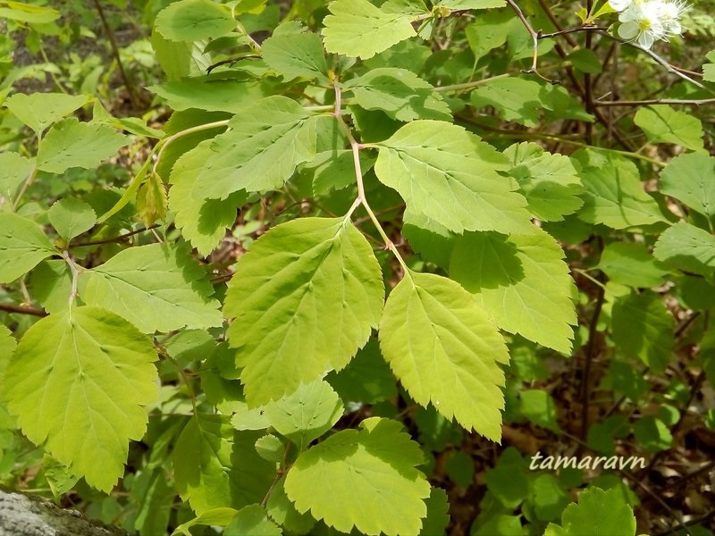 Смотрите также тему:  Спирея уссурийская / Таволга уссурийская (Spiraea ussuriensis)