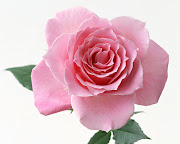 Among the Dutch the rose was sometimes cultivated by planting an inferior . (rose)