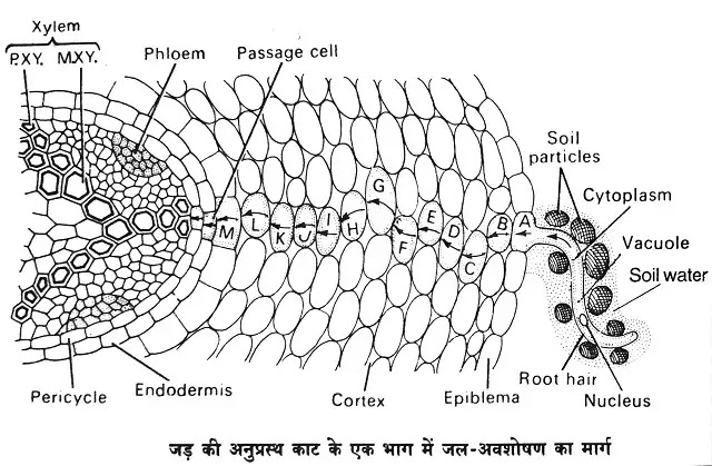 जड़ों द्वारा अवशोषण (Absorption by Roots)|hindi