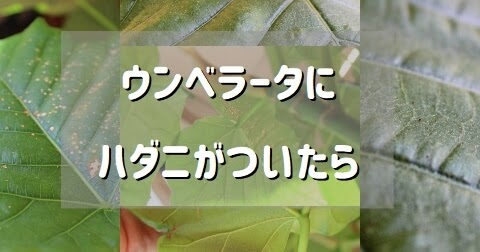 ウンベラータに虫がついた時の原因と対処法 ウンベラータブログ