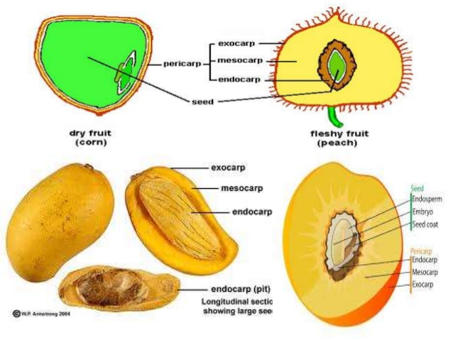 Histologi Organologi Tumbuhan BIOLOGYkipedia