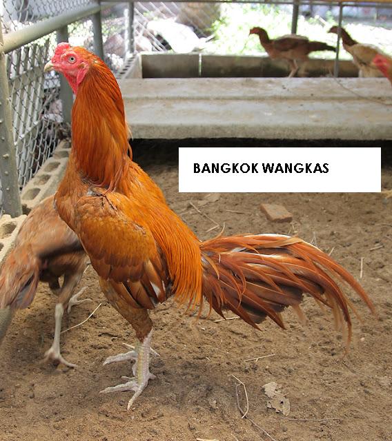  ayam  bangkok bray jenis  jenis  warna  ayam  laga 