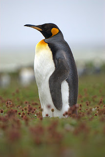 pinguino rey Aptenodytes patagonicus aves de la Antartida