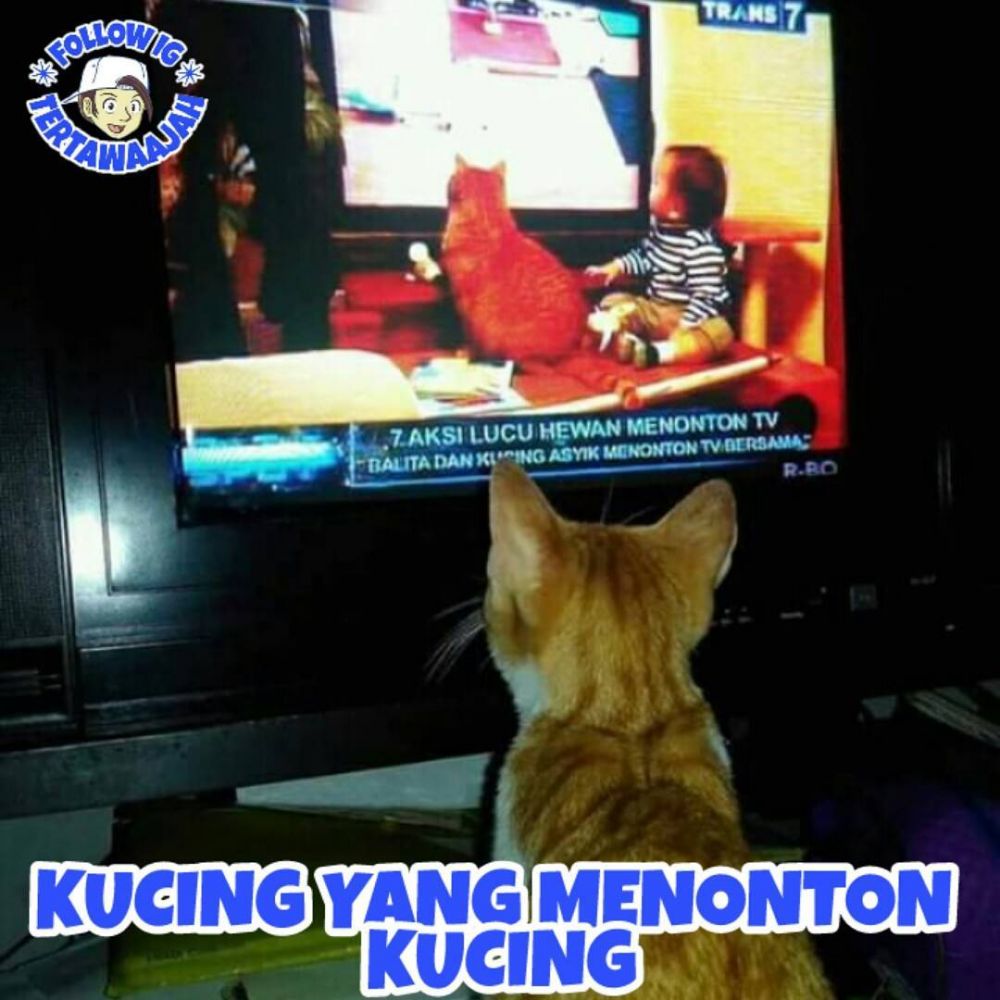 8 Meme Tingkah Lucu Kucing Yang Kelakuannya Ngegemesin Banget